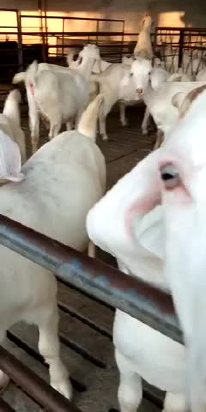 肉羊杜泊羊小尾寒羊绒山羊怎样可以买到羊苗