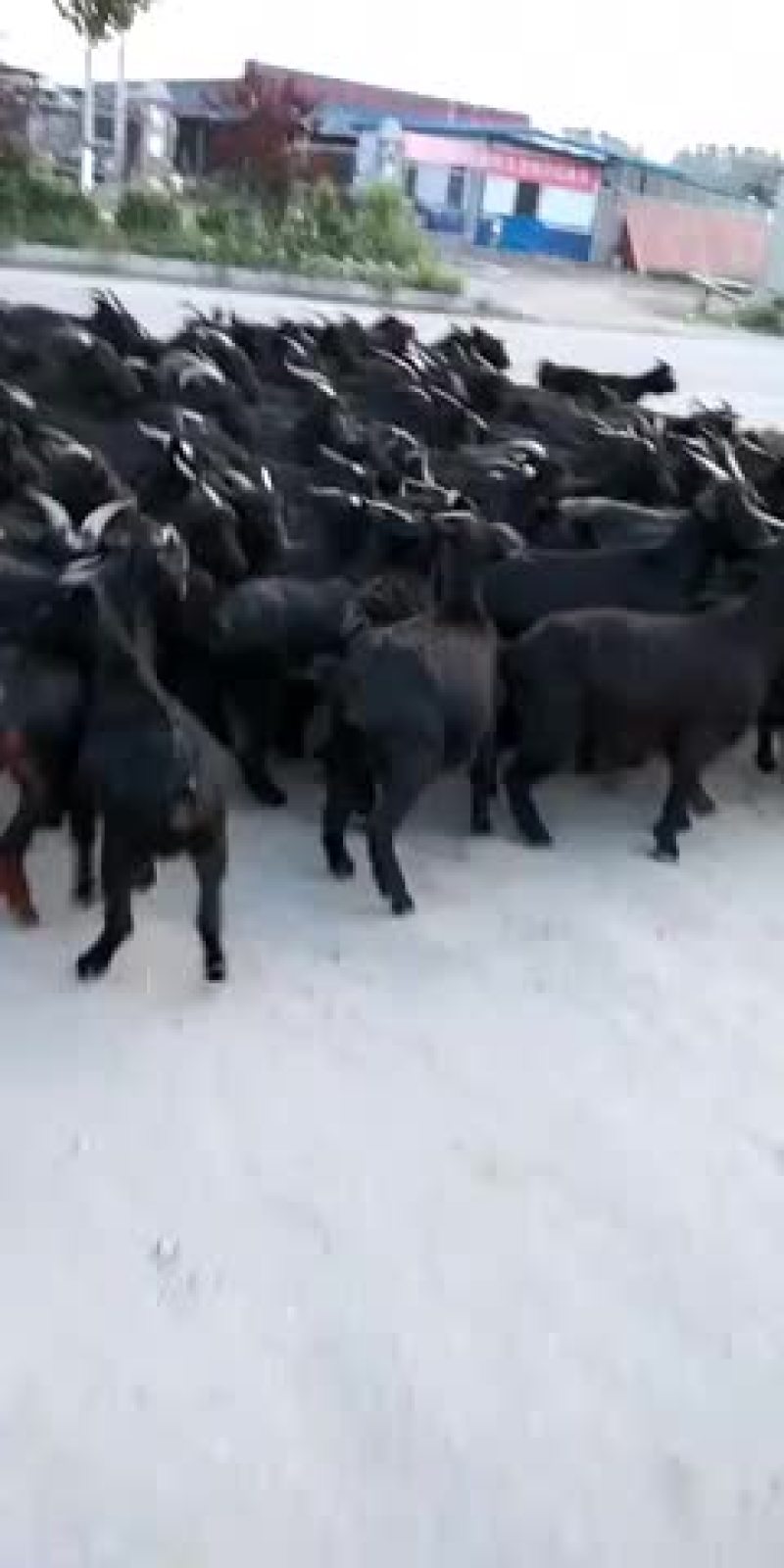 肉羊杜泊羊小尾寒羊绒山羊怎样可以买到羊苗