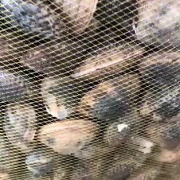 江苏本地无沙花甲