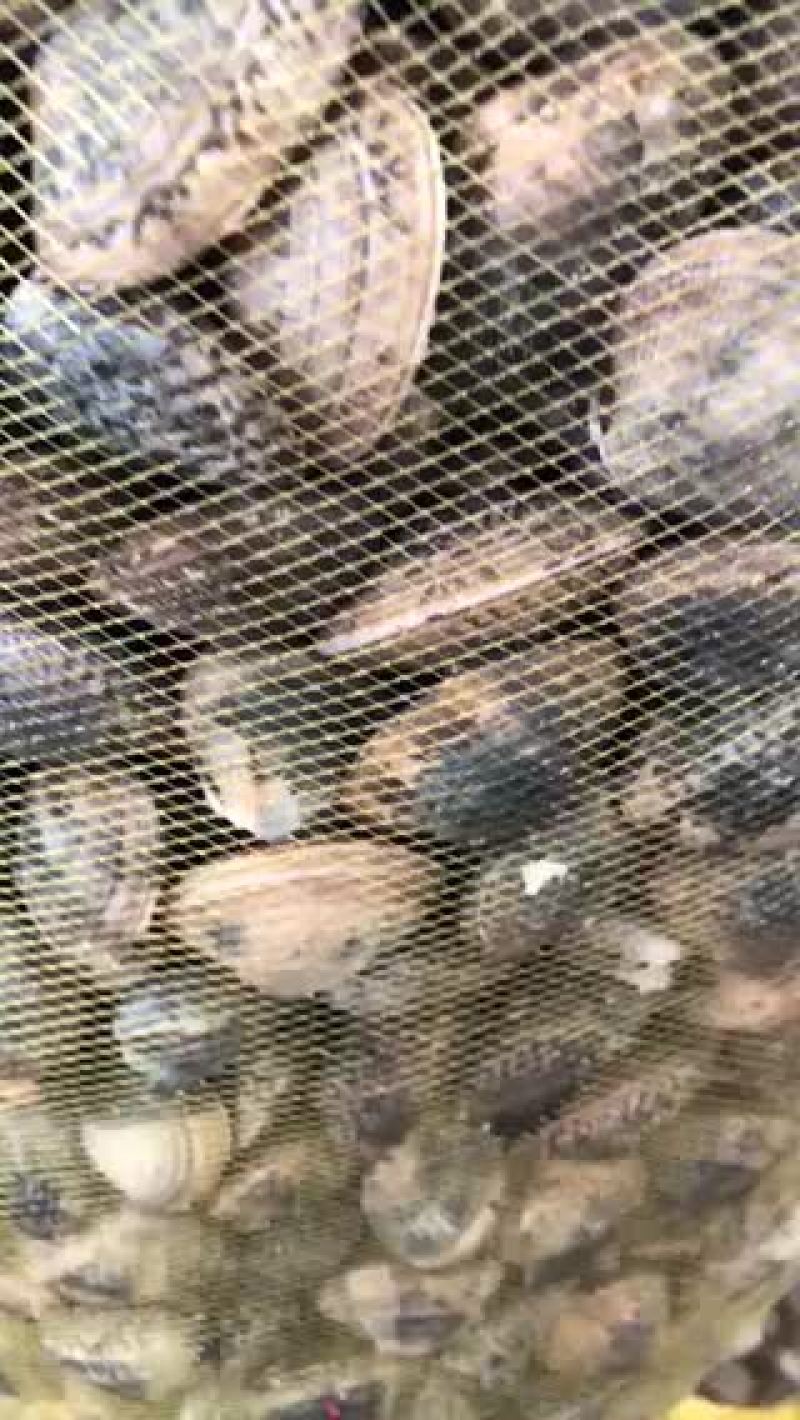 江苏本地无沙花甲