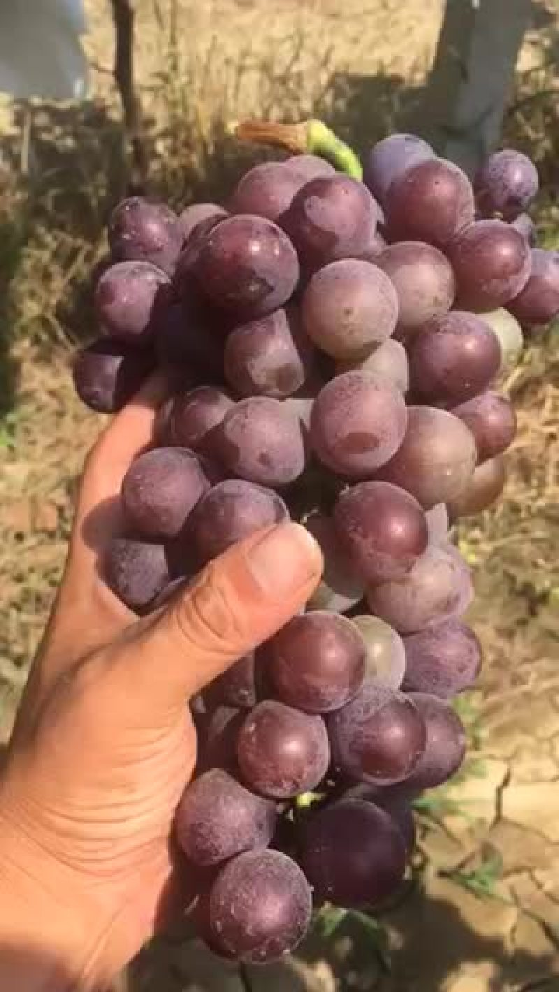 户太八号葡萄大量上市！欢迎👏