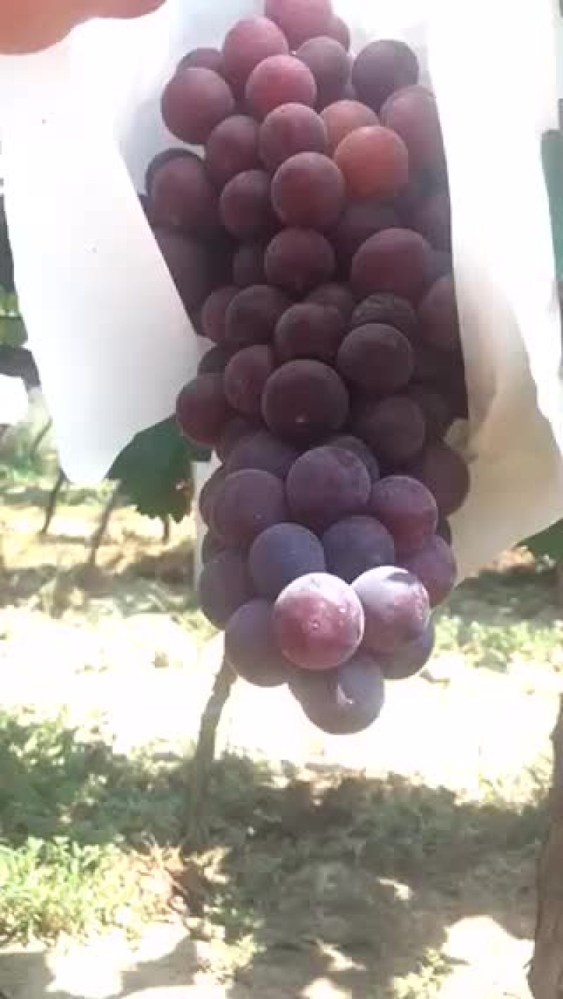 户太八号葡萄大量上市！欢迎👏
