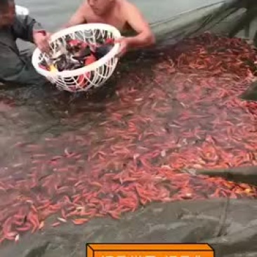 红鲫鱼苗
