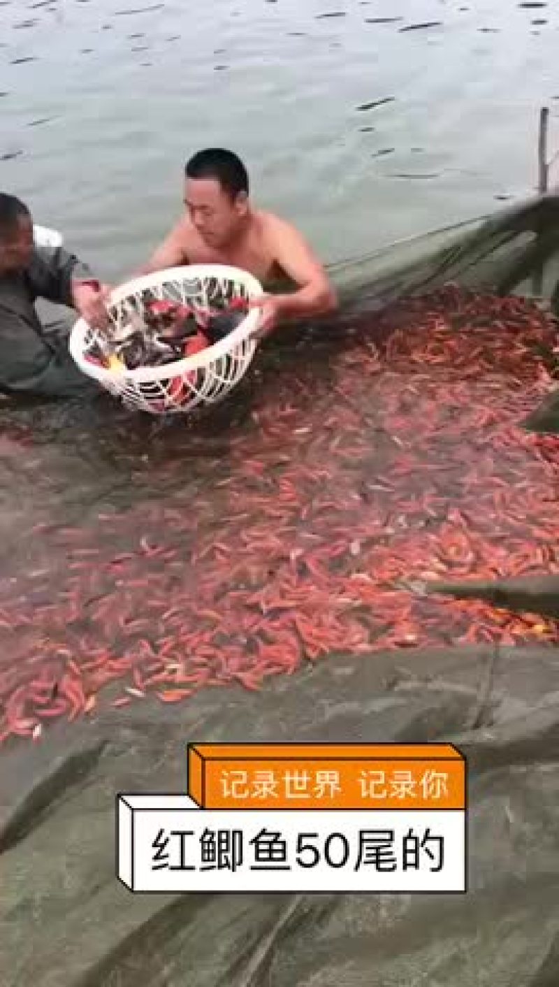 红鲫鱼苗