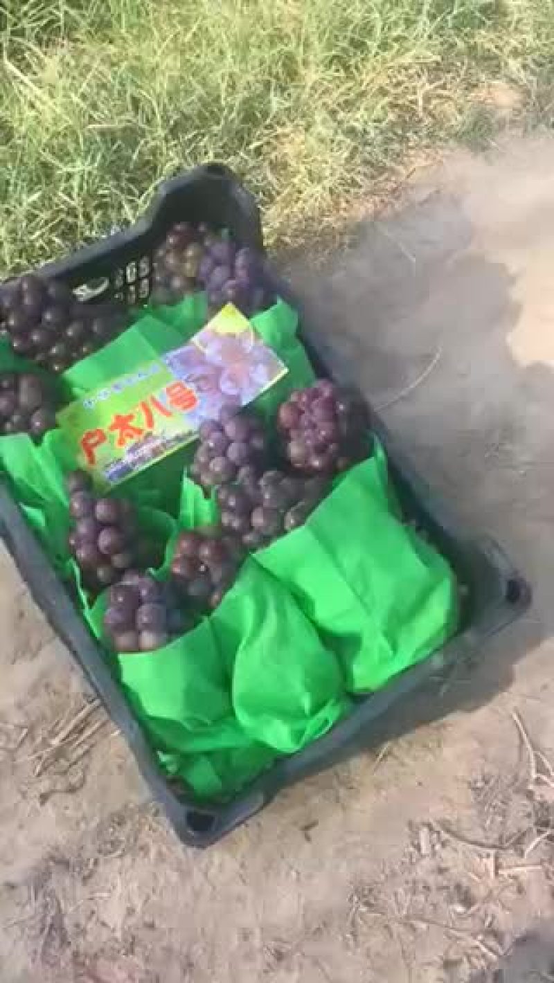 户太八号葡萄大量上市！欢迎👏