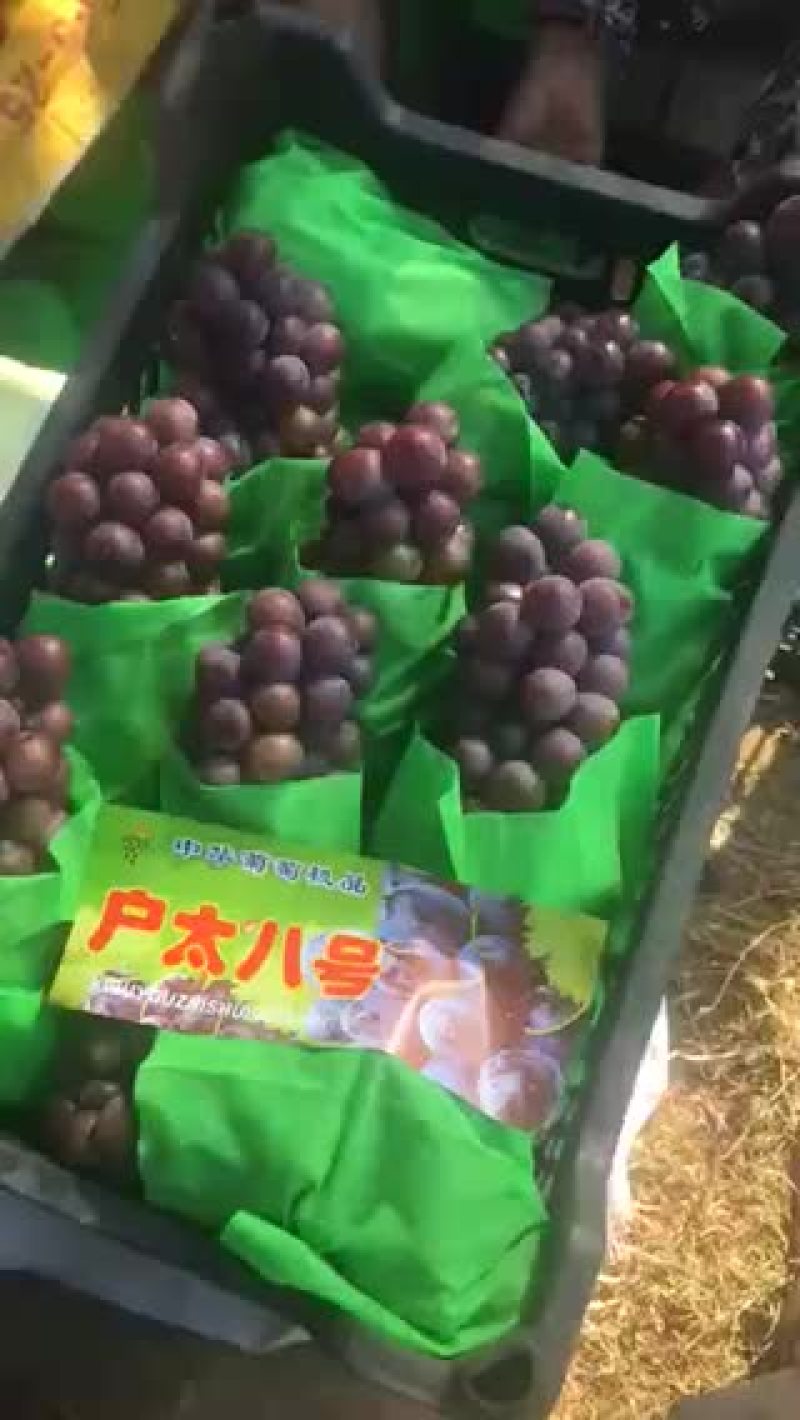 户太八号葡萄大量上市！欢迎👏