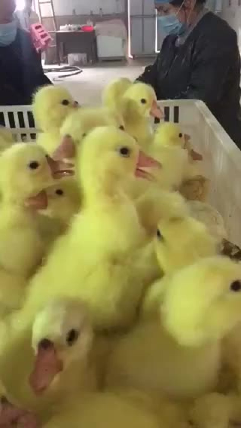 供应大种皖西白鹅和杂交白狮头鹅