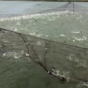 超级大鲤鱼一斤两尾、