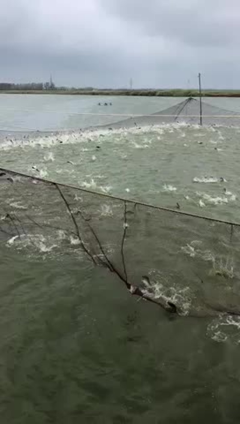 超级大鲤鱼一斤两尾、