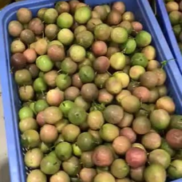 中大果批发零售，一件代发