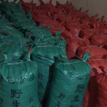 大量供应，云南，河北，山东油栗，