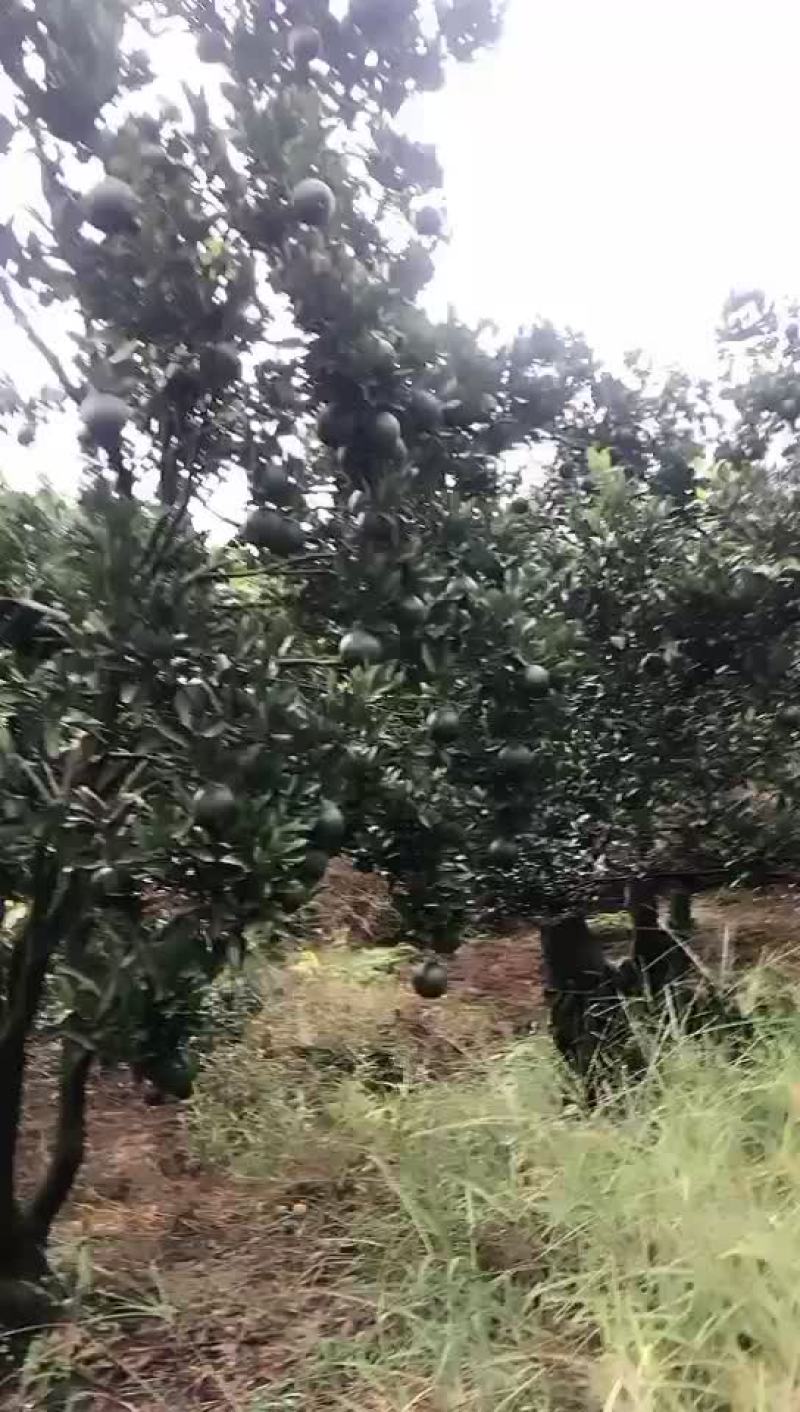 精品芦柑大量上市