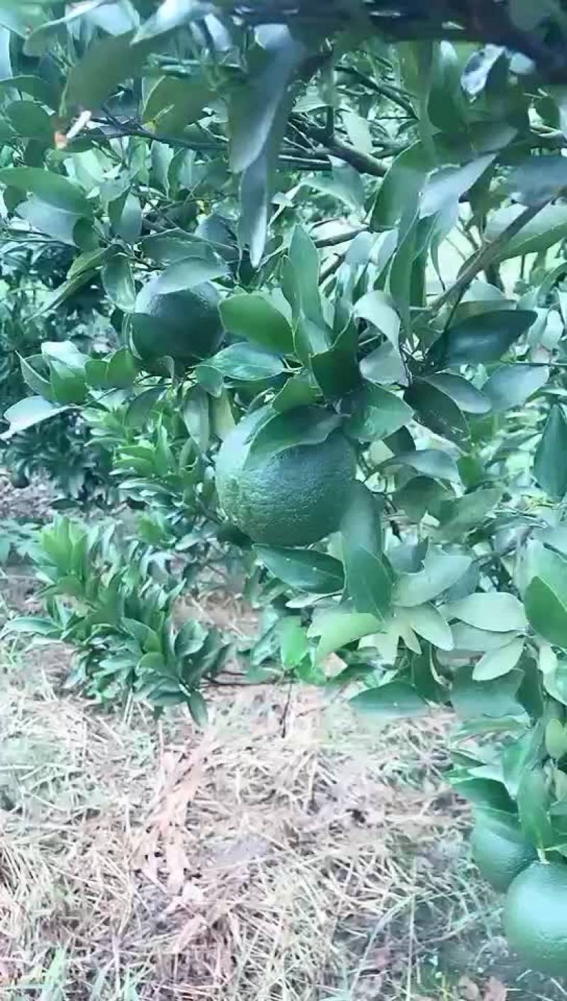 精品芦柑大量上市