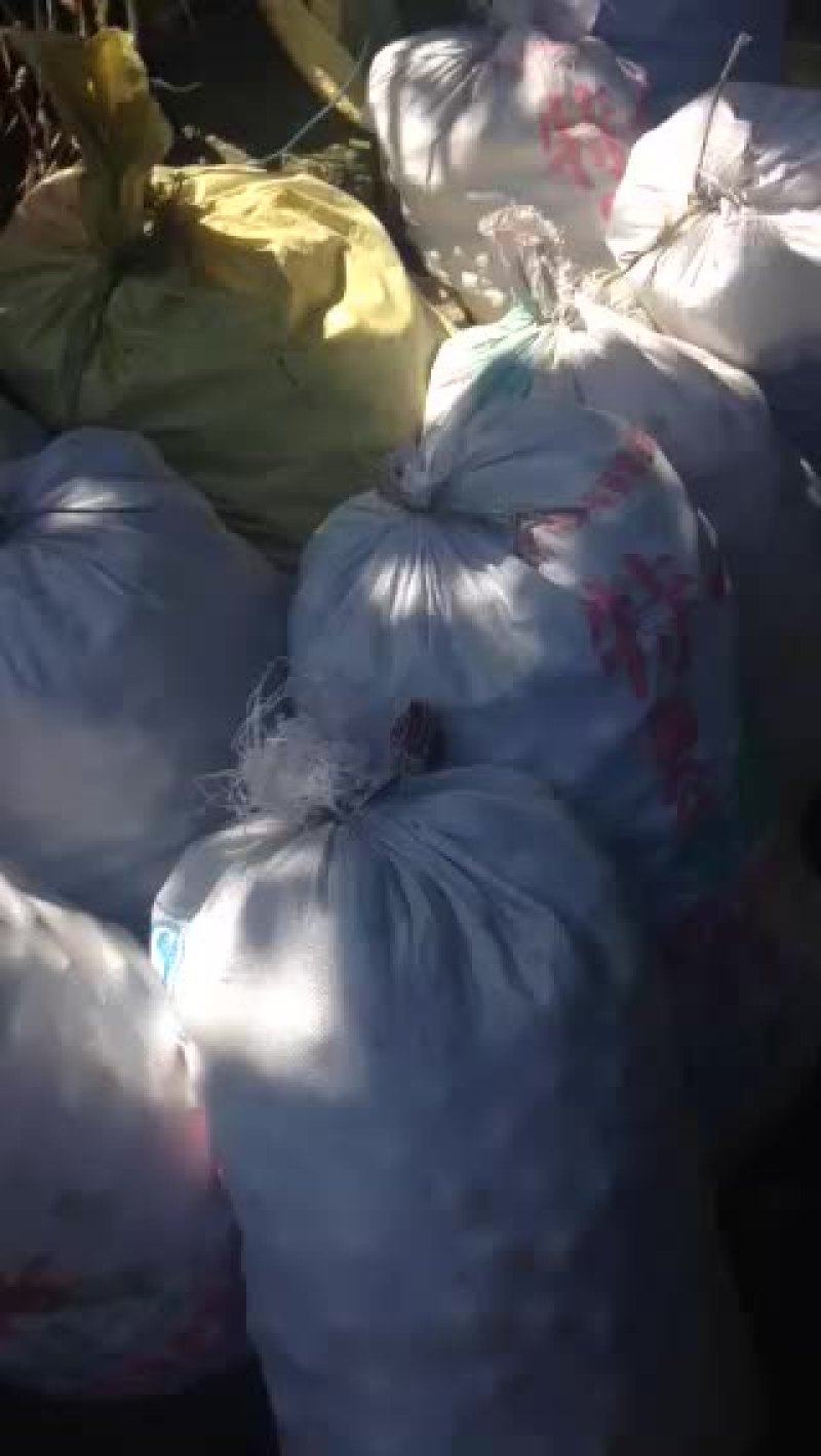 苟橘枳壳种子