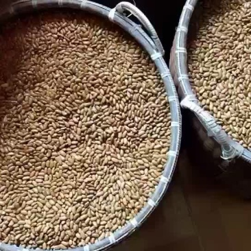 浙龙8号四季豆种子