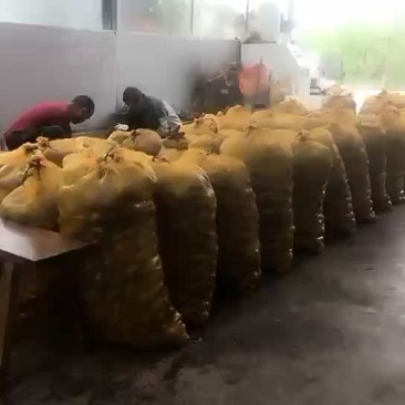 薄皮核桃青核桃