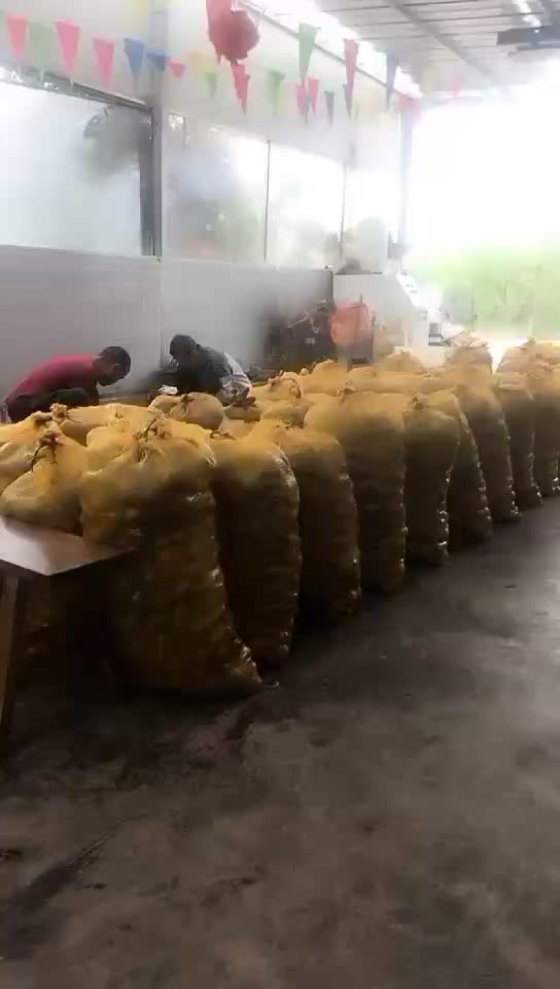 薄皮核桃青核桃