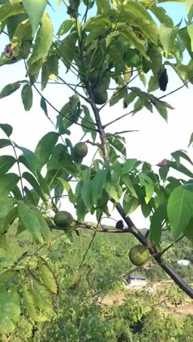 薄皮核桃青核桃