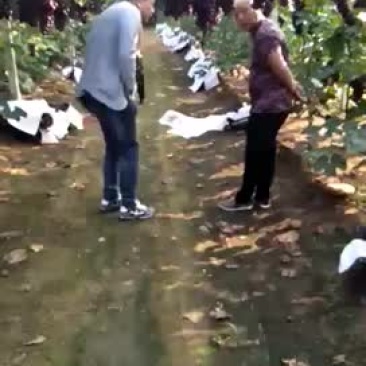 辽宁巨峰葡萄代办