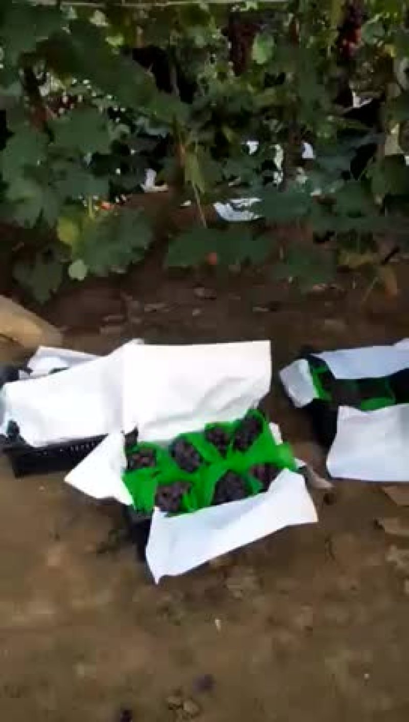 辽宁巨峰葡萄代办