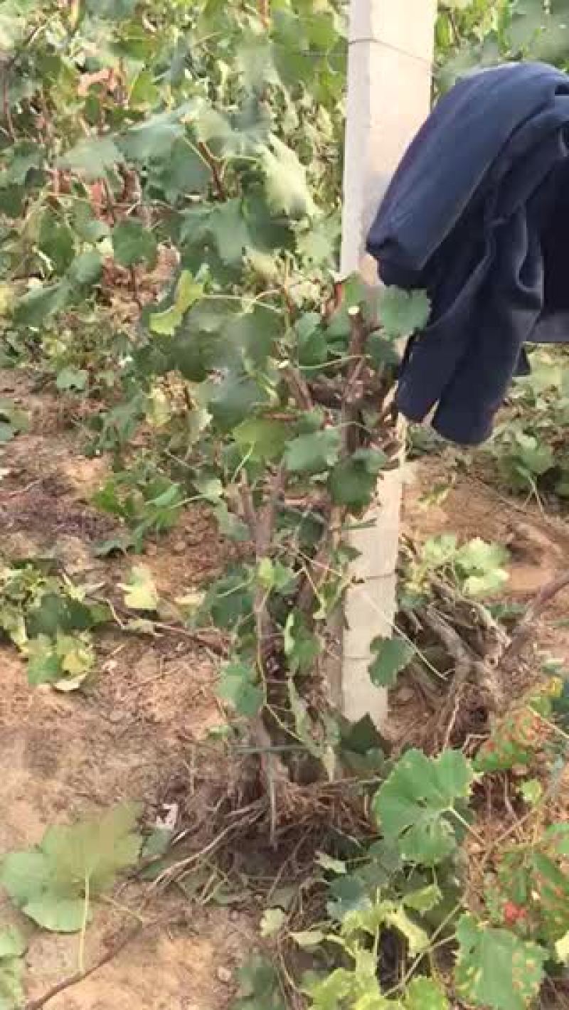 葡萄树