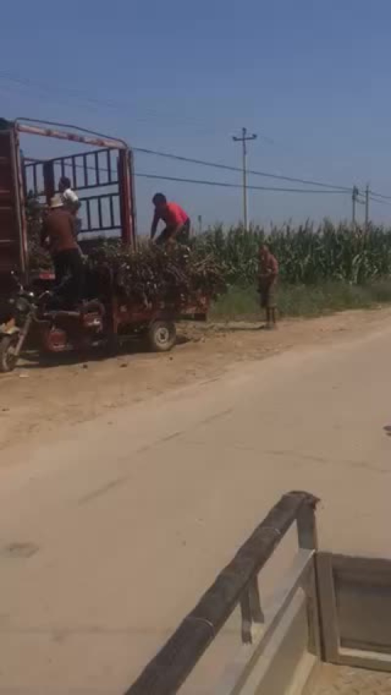 葡萄树