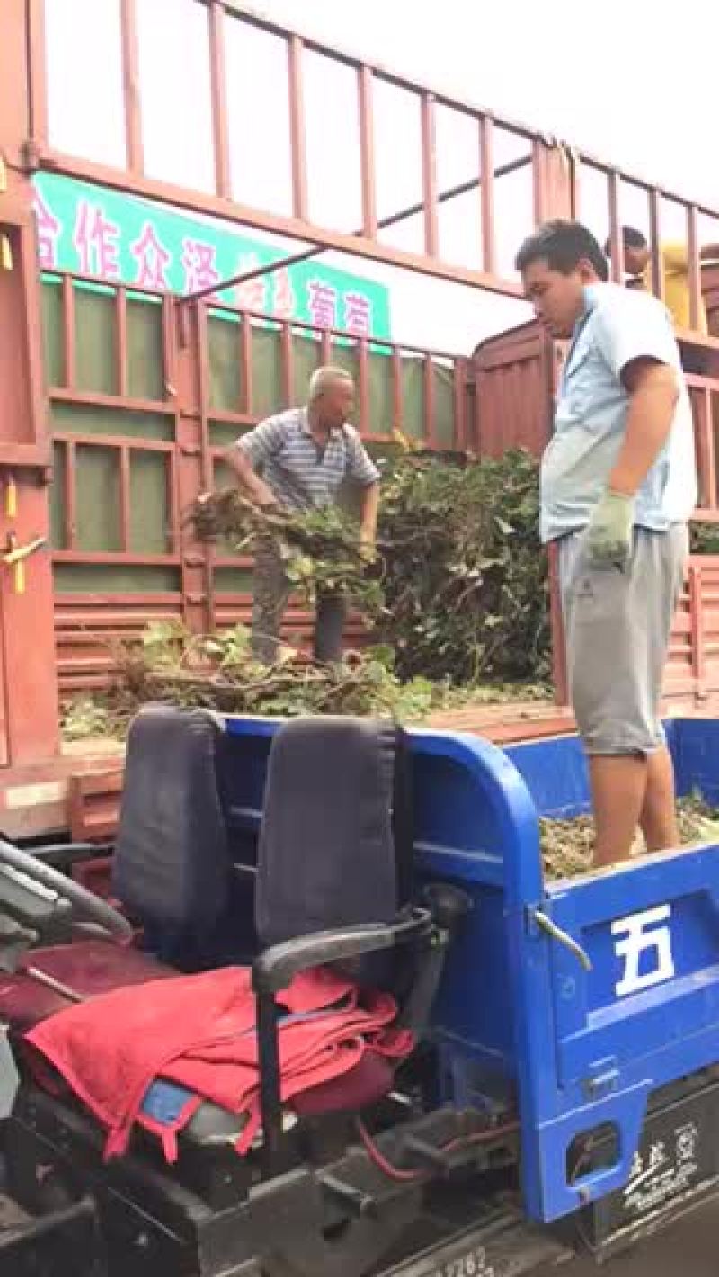 葡萄树