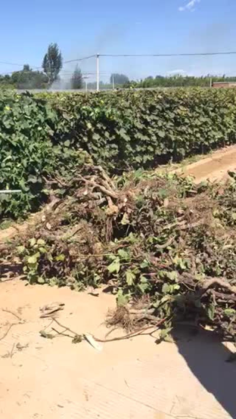 葡萄树