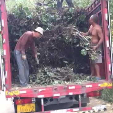 葡萄树