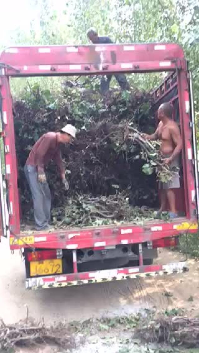葡萄树