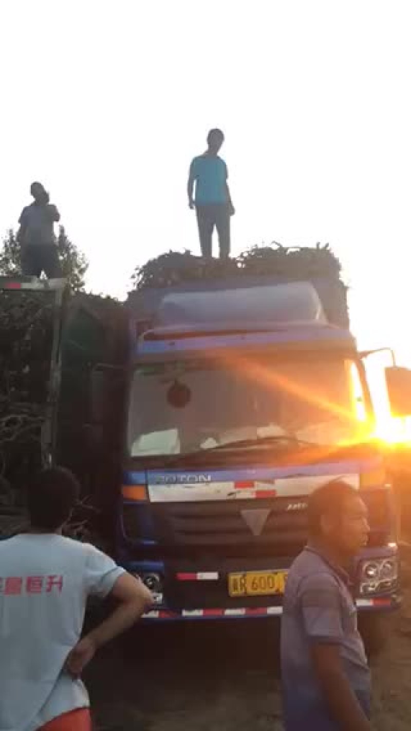 葡萄树