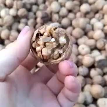 大量供应核桃！价格便宜！