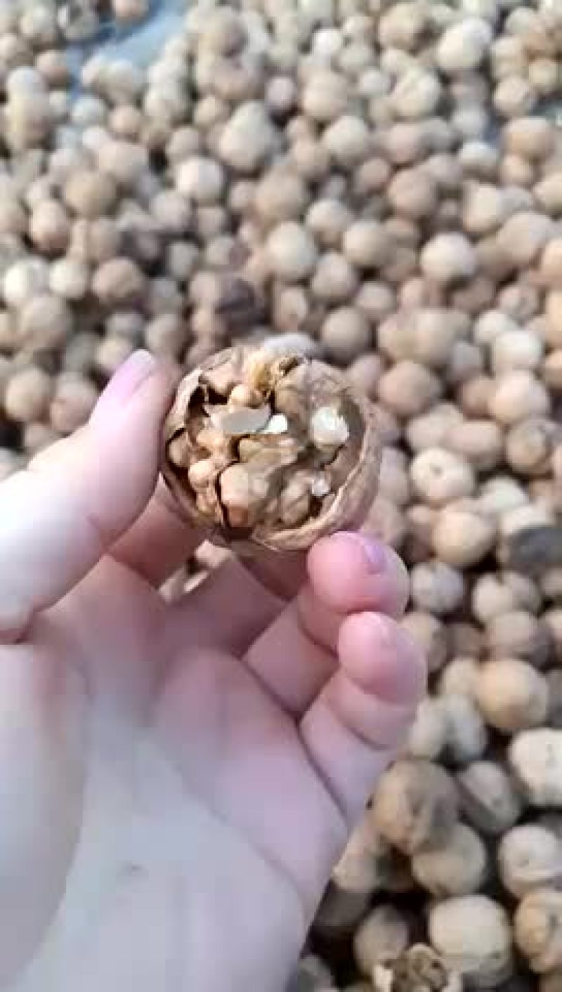 大量供应核桃！价格便宜！