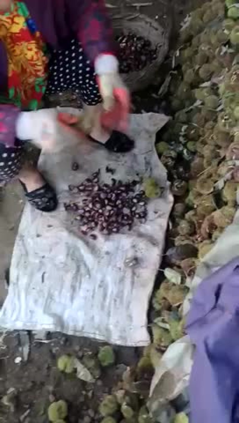 迁西板栗