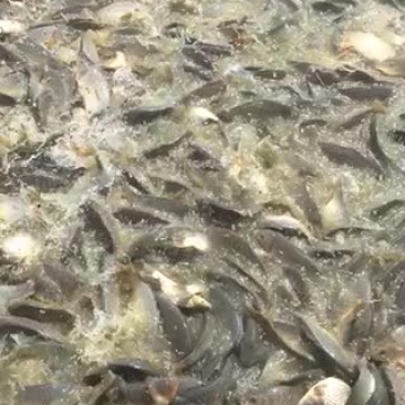 鲤鱼
