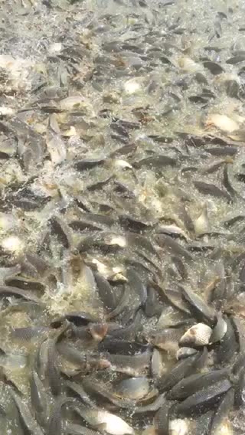 鲤鱼