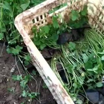 炸酱草