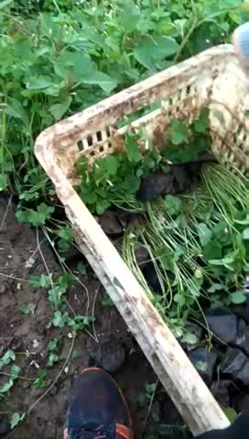 炸酱草