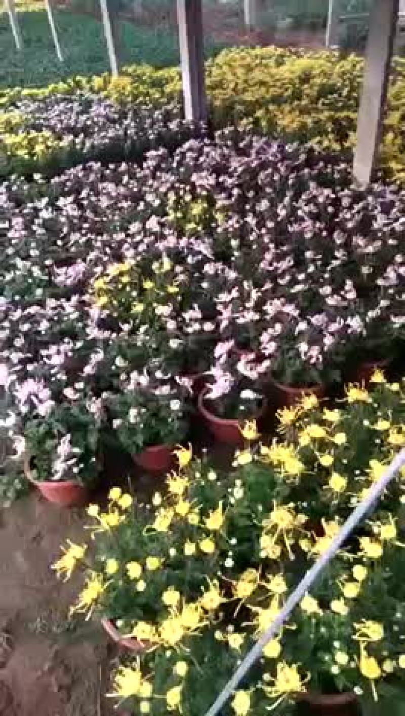 出售菊花，炸酱草