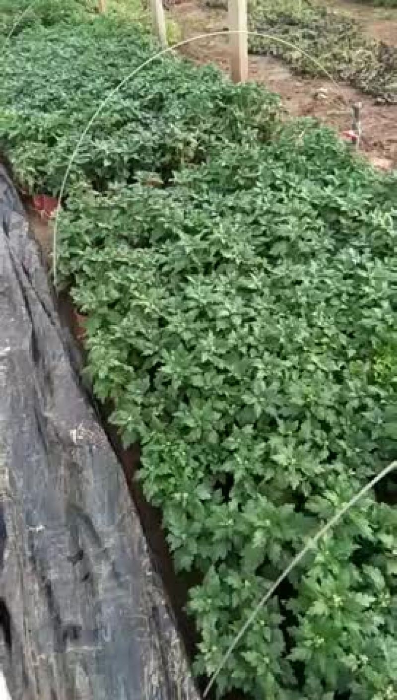 大量出售菊花