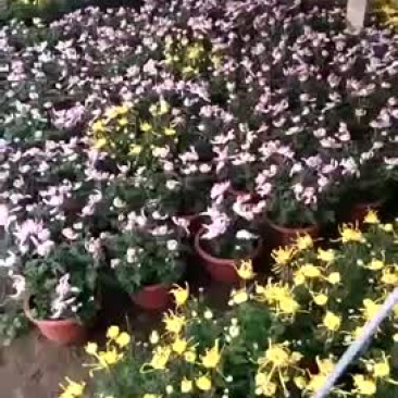 大量出售菊花