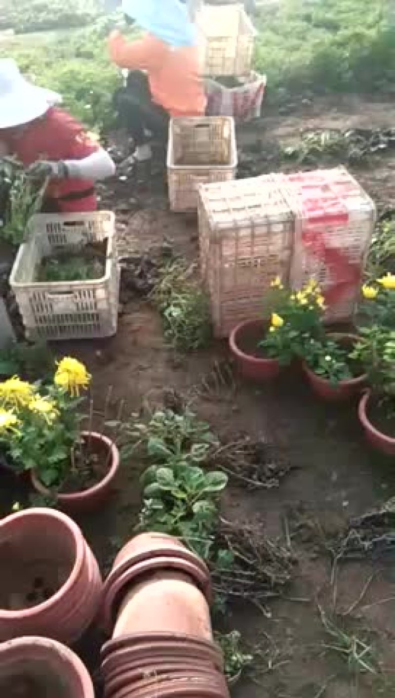 现在开始接单，出售观赏菊花