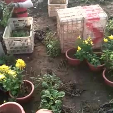 观赏菊花，