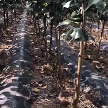 3公分梨树皇冠梨，早酥梨，红梨一号，
