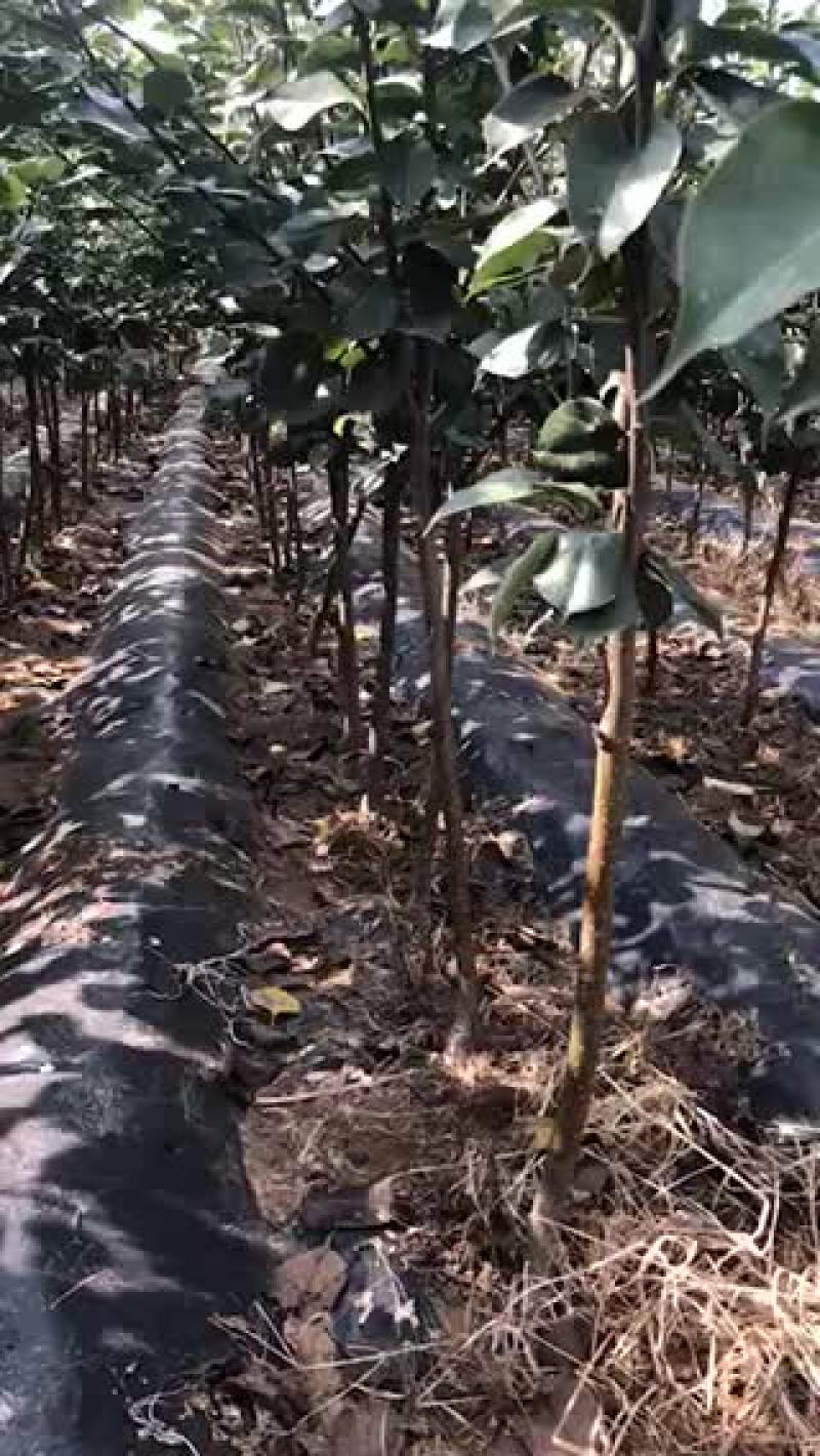 3公分梨树皇冠梨，早酥梨，红梨一号，