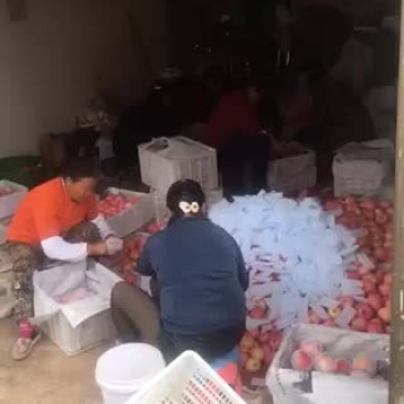 糖心苹果大量供应园果