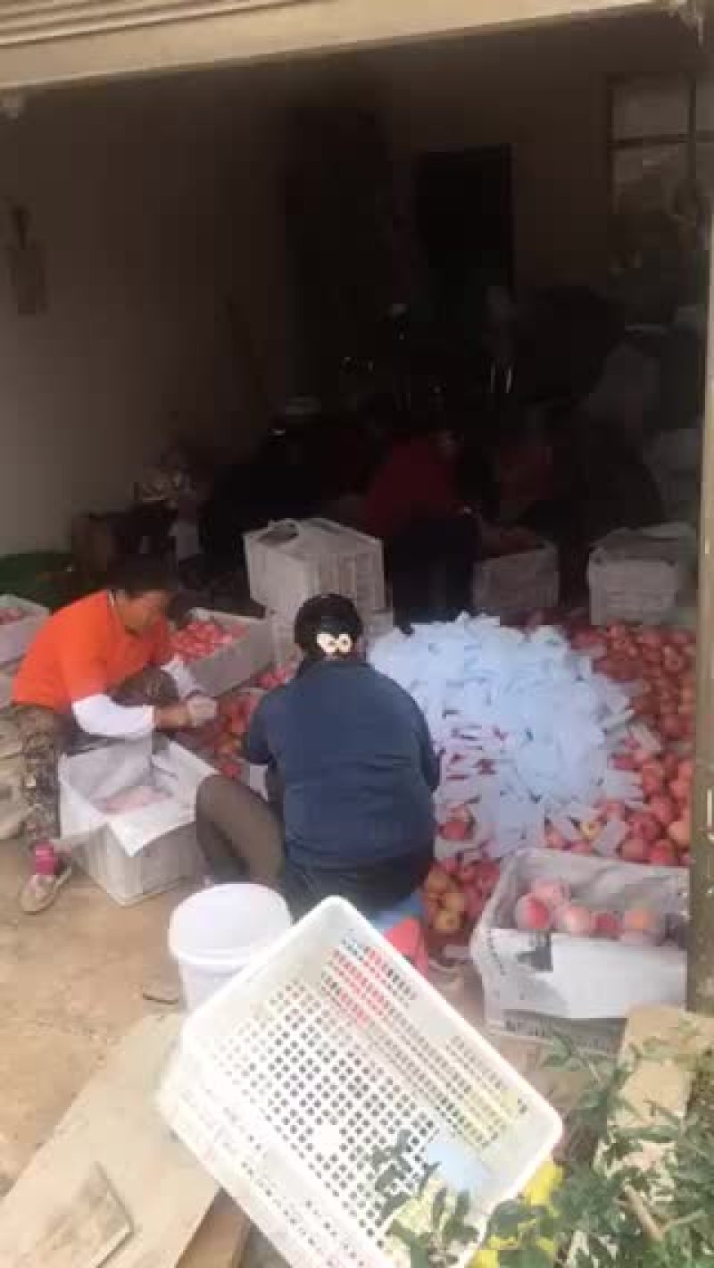 糖心苹果大量供应园果