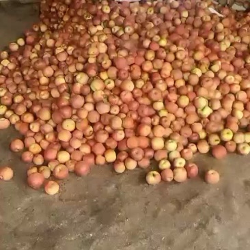红富士普果
