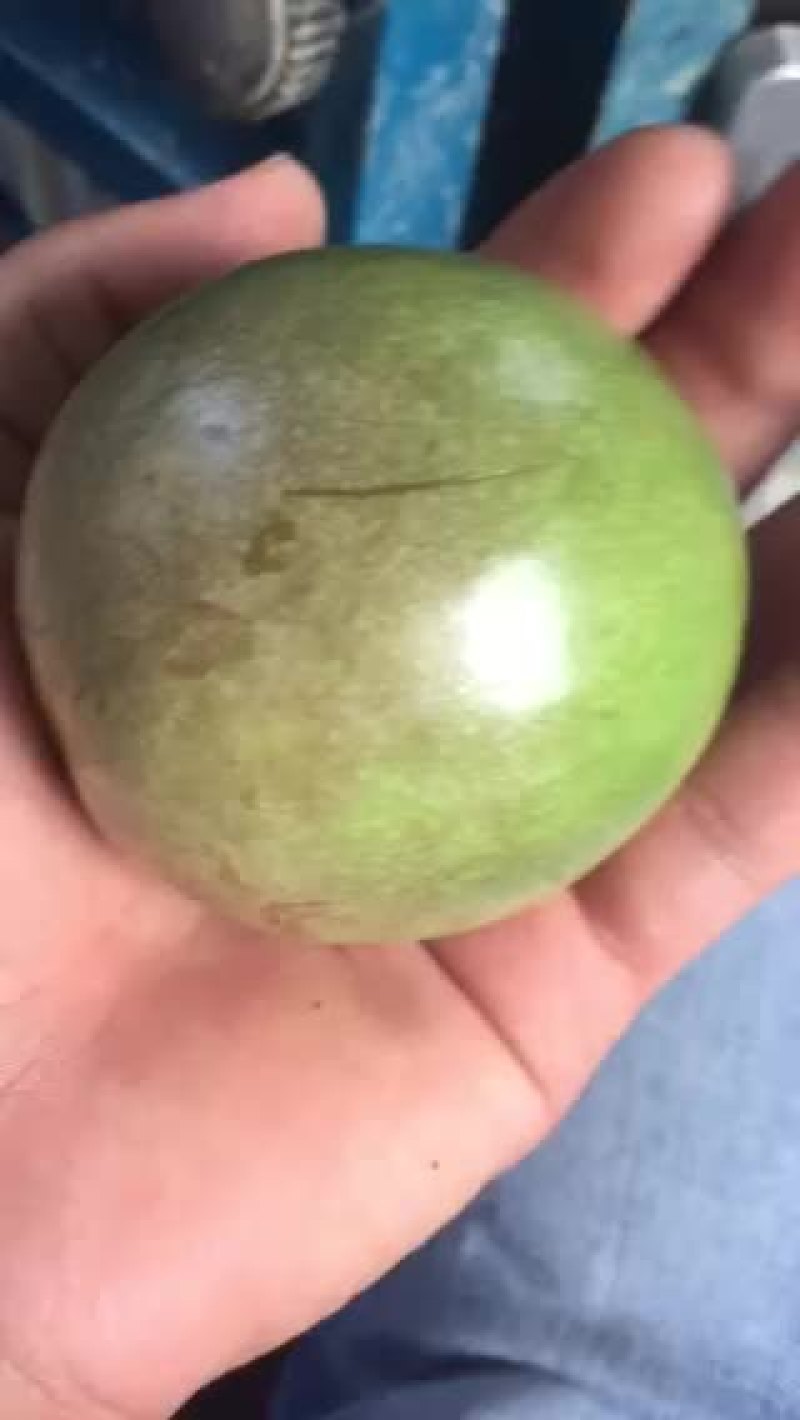 百香果