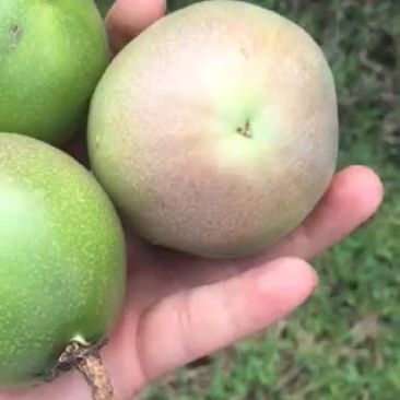百香果